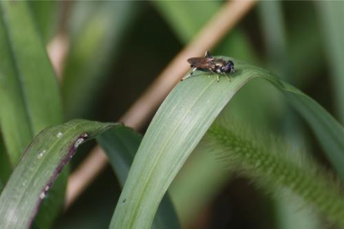 Xylota segnis